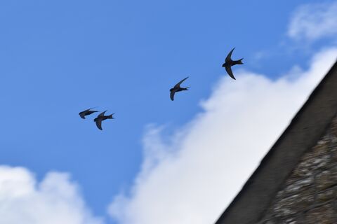Conservation charities in rallying call to Senedd for Swift bricks